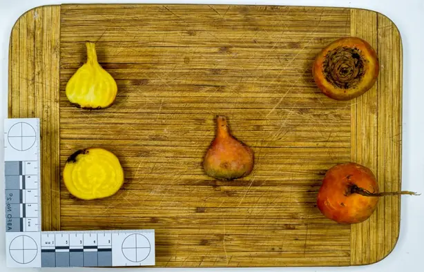 Cook Snap von kochcode-team