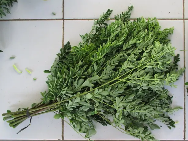 Cook Snap von kochcode-team