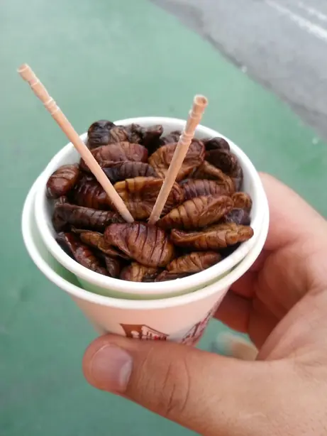 Cook Snap von kochcode-team