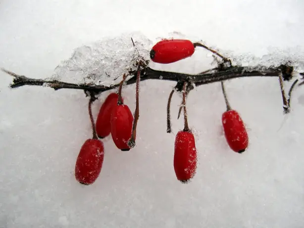 Cook Snap von kochcode-team