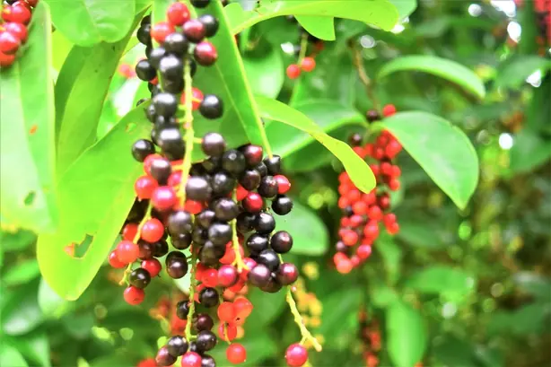 Foto von Filipinisches Bignay-Wein selbstgemacht – fertig angerichtet