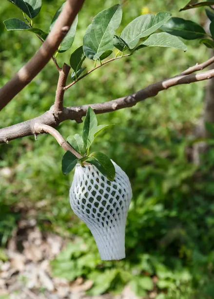 Cook Snap von kochcode-team