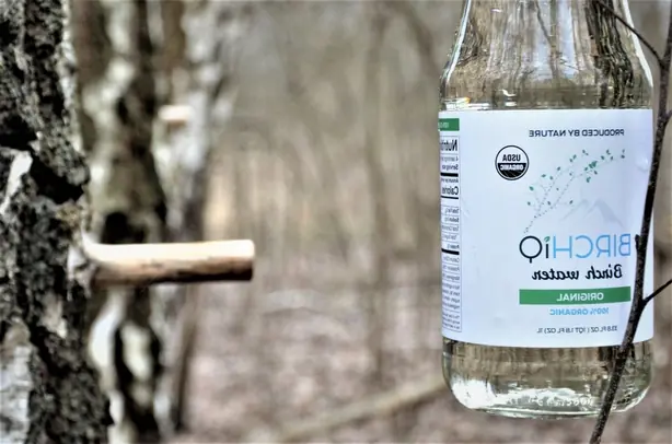 Foto von Frischer Birkennektar aus dem Wald – fertig angerichtet