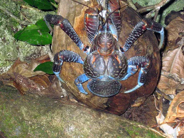 Cook Snap von kochcode-team