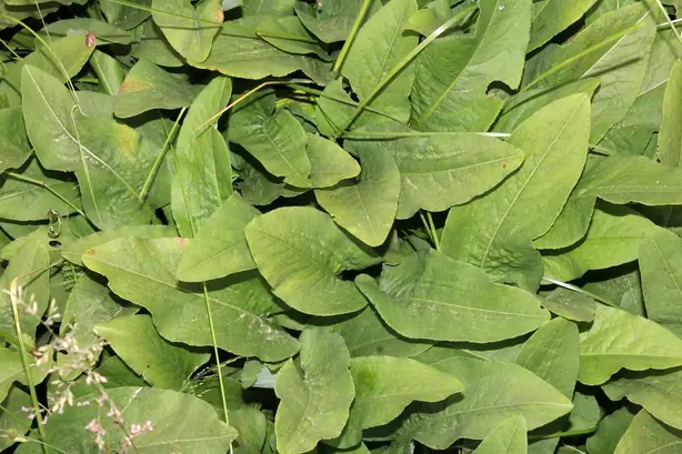 Foto von Yorkshire Dock Pudding Klassisch – fertig angerichtet