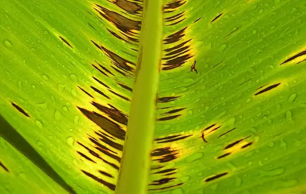 Cook Snap von kochcode-team