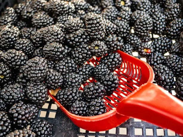 Cook Snap von kochcode-team