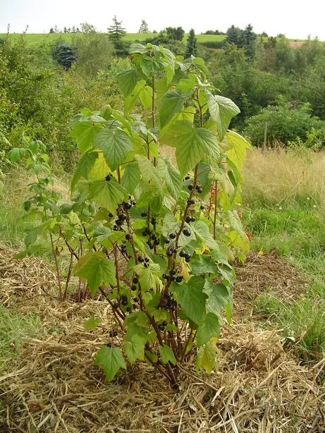 Cook Snap von kochcode-team