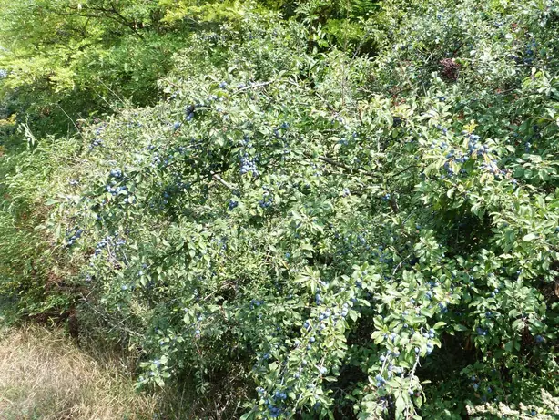 Cook Snap von kochcode-team