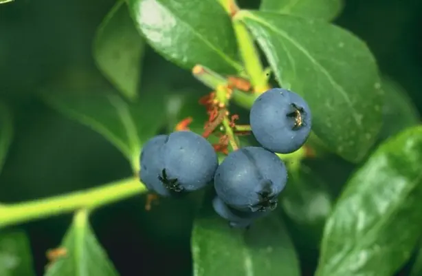 Foto von Nordamerikanischer Blueberry-Kuchen – fertig angerichtet