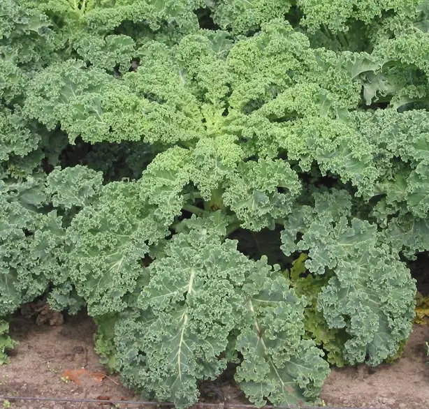 Foto von Klassischer Norddeutscher Grünkohl – fertig angerichtet