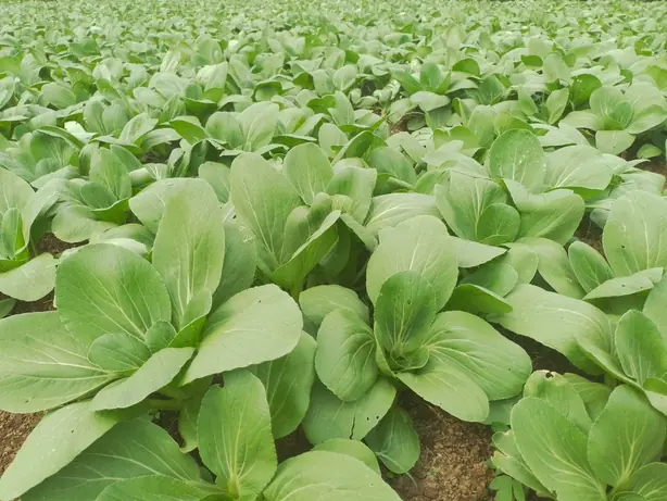 Cook Snap von kochcode-team