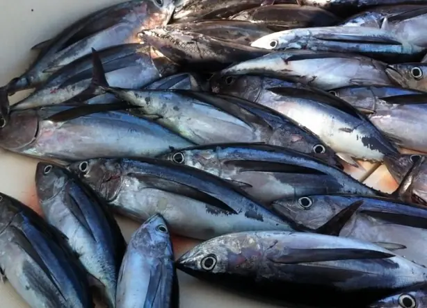 Bonito del Norte – Foto: Crystallizedcarbon (CC BY-SA 4.0)