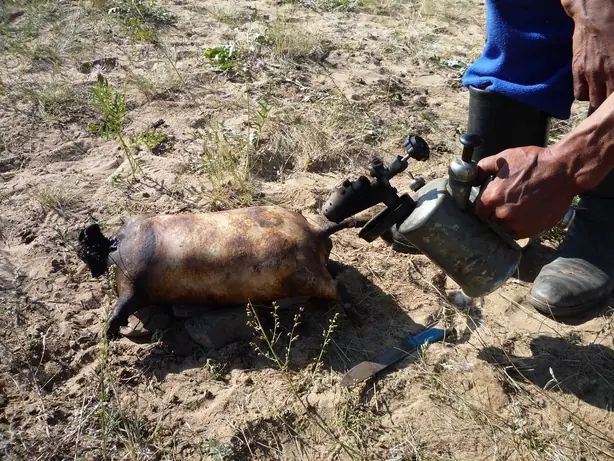 Foto von Mongolisches Boodog mit heißen Steinen – fertig angerichtet