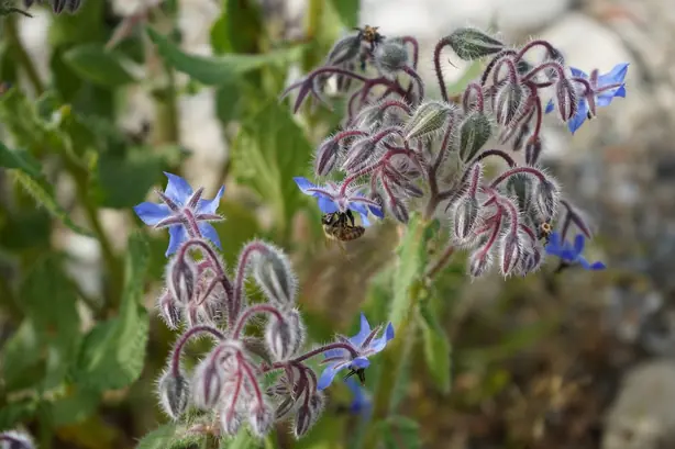 Cook Snap von kochcode-team