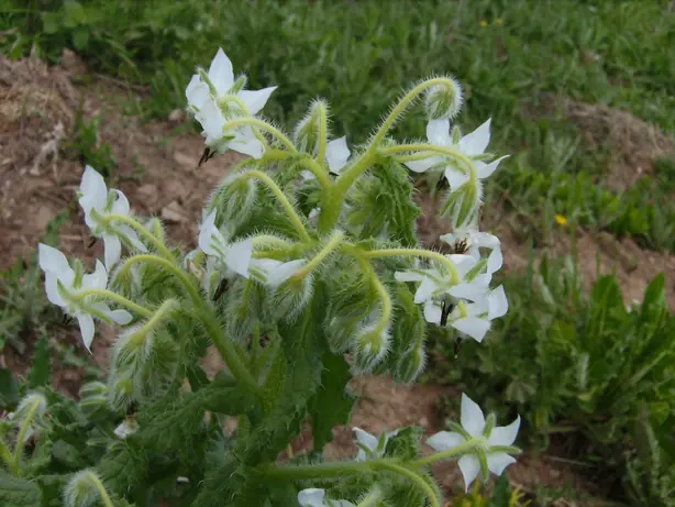 Foto von Borretsch-Salat mit Zitronendressing – fertig angerichtet