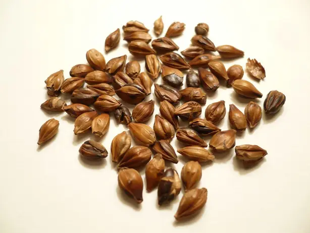 Cook Snap von kochcode-team