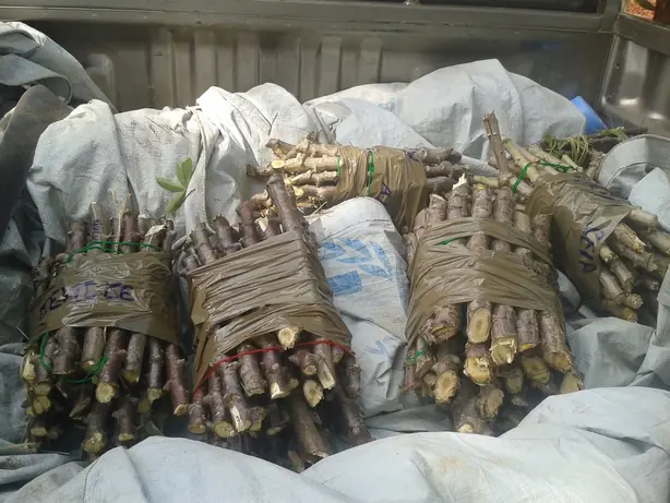 Foto von Zentralafrikanisches Poulet aux Arachides – fertig angerichtet