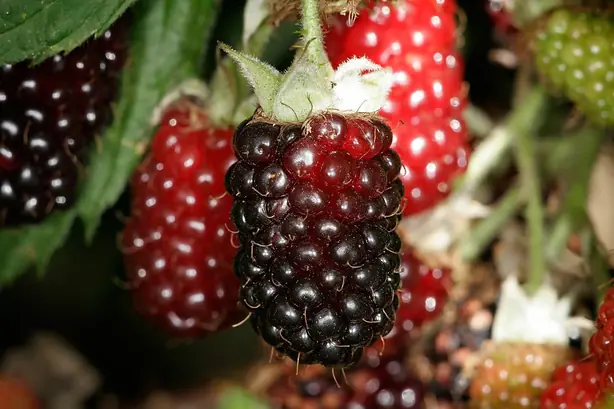 Foto von Boysenberry-Kompott klassisch – fertig angerichtet