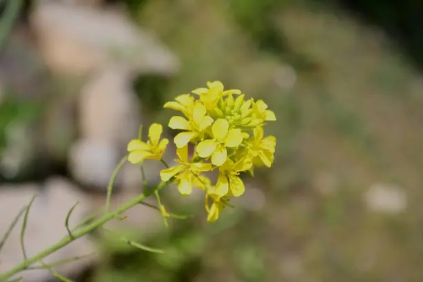 Cook Snap von kochcode-team