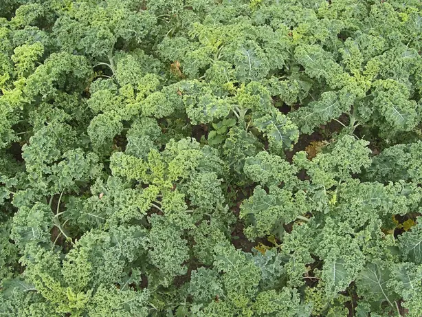 Cook Snap von kochcode-team