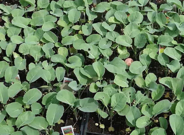 Cook Snap von kochcode-team