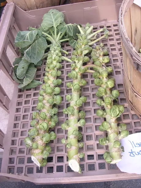 Foto von Gebratene Rosenkohl-Röschen aus dem Ofen – fertig angerichtet