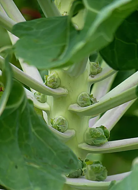 Cook Snap von kochcode-team