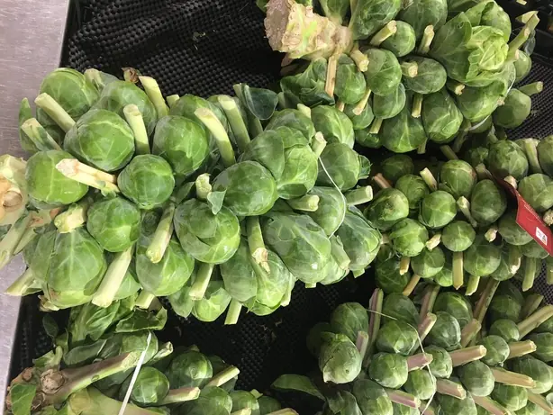 Cook Snap von kochcode-team