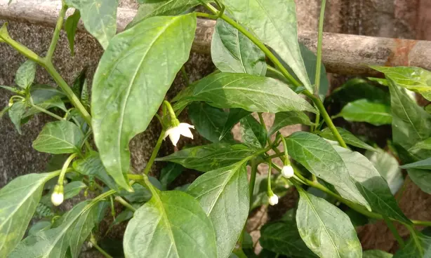 Cook Snap von kochcode-team