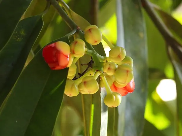 Cook Snap von kochcode-team