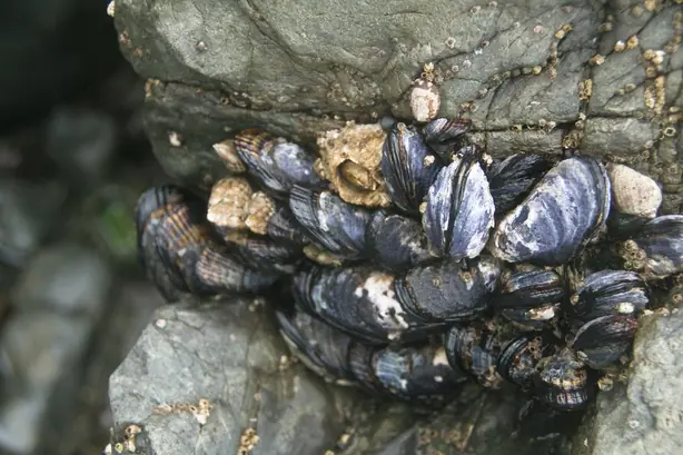 Foto von Kalifornische Muscheln in Weißweinsud – fertig angerichtet