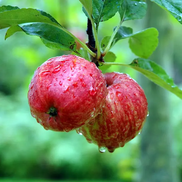 Cook Snap von kochcode-team