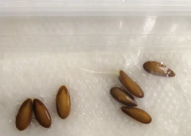 Foto von Sprossen-Salat mit Sesam-Dressing – fertig angerichtet