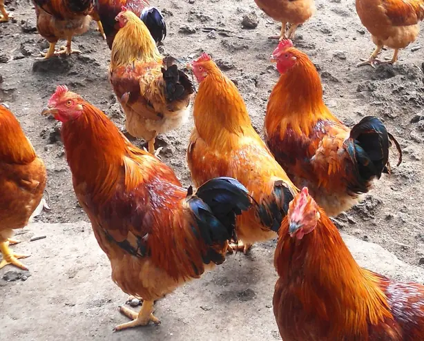 Cook Snap von kochcode-team