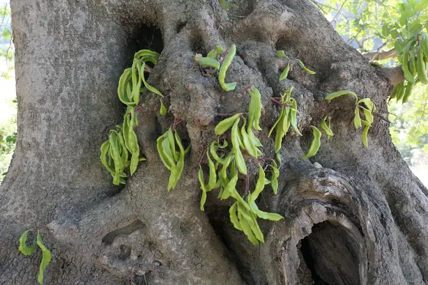 Cook Snap von kochcode-team