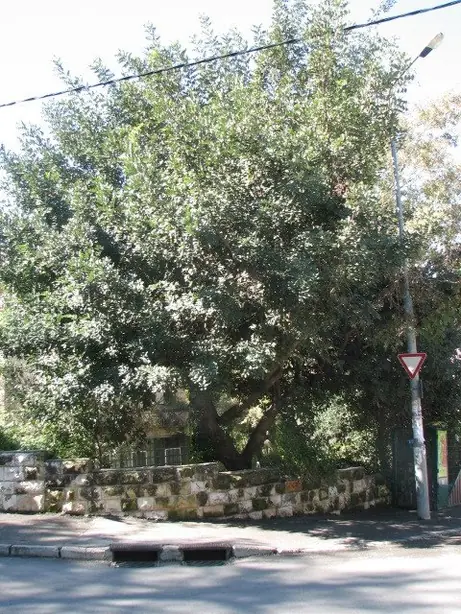 Cook Snap von kochcode-team