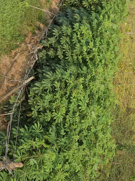 Foto von Lateinamerikanische Yuca Frita – fertig angerichtet