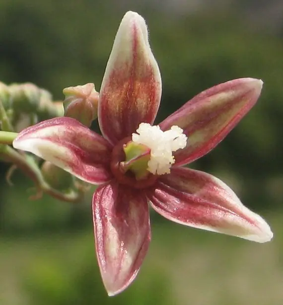 Cook Snap von kochcode-team