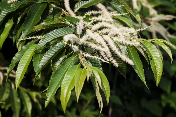 Cook Snap von kochcode-team