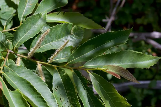 Cook Snap von kochcode-team