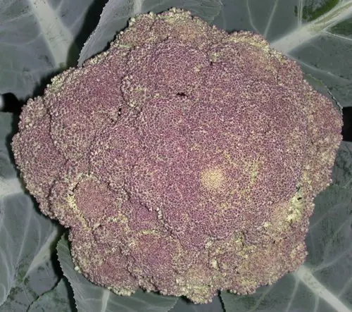 Cook Snap von kochcode-team