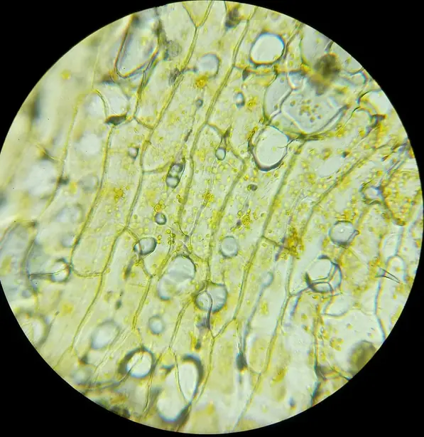 Cook Snap von kochcode-team