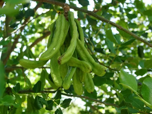 Cook Snap von kochcode-team