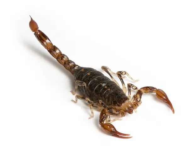 Cook Snap von kochcode-team