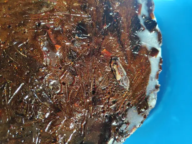 Foto von Nepalesisches Chaku Konfekt – fertig angerichtet