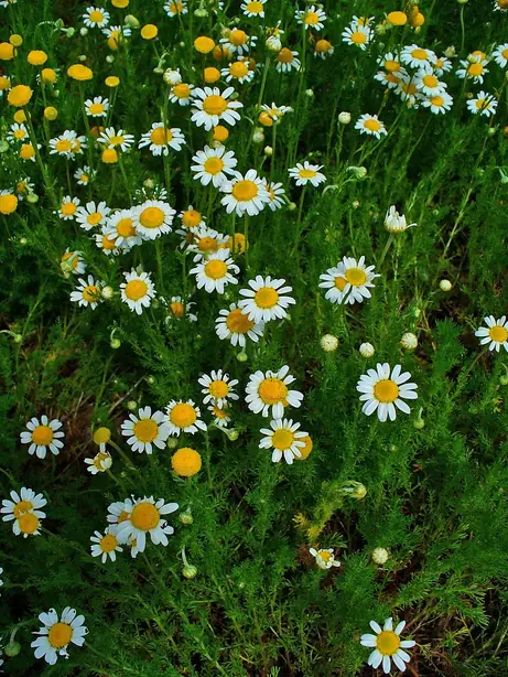 Cook Snap von kochcode-team