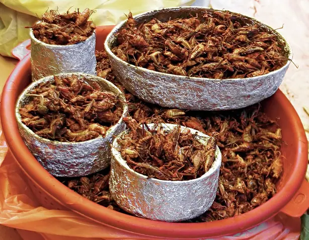 Foto von Mexikanische Geröstete Chapulines – fertig angerichtet