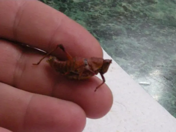 Cook Snap von kochcode-team