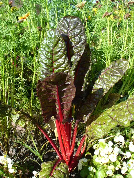 Foto von Klassisches gedünstetes Mangoldgemüse mit Knoblauch – fertig angerichtet